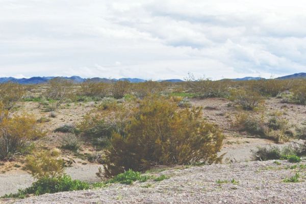 Mohave, AZ - 350-12-137 - Image 4