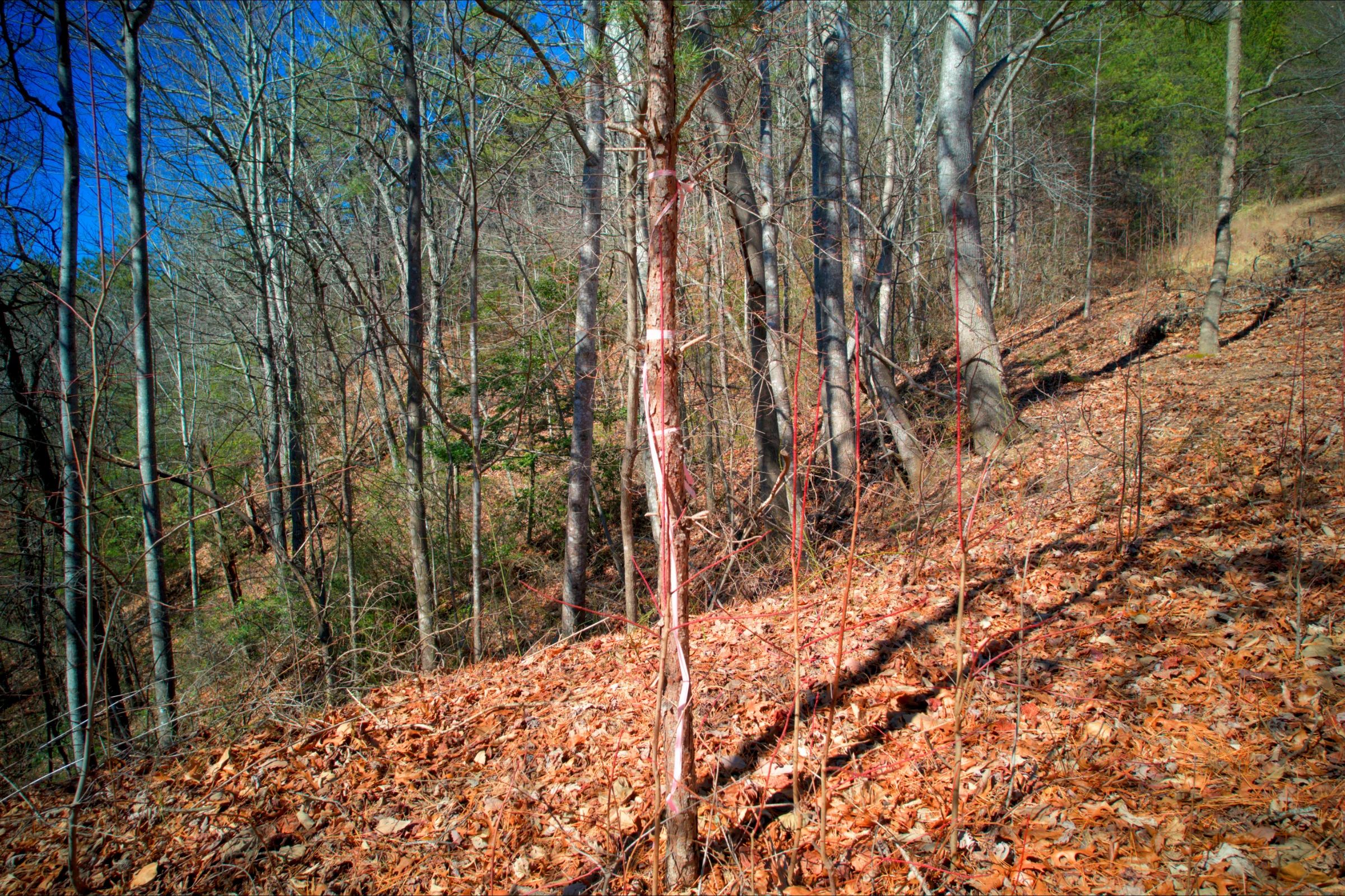 Caldwell County North Carolina Land For Sale - 10.01 Acres of Opportunity  - Image 5