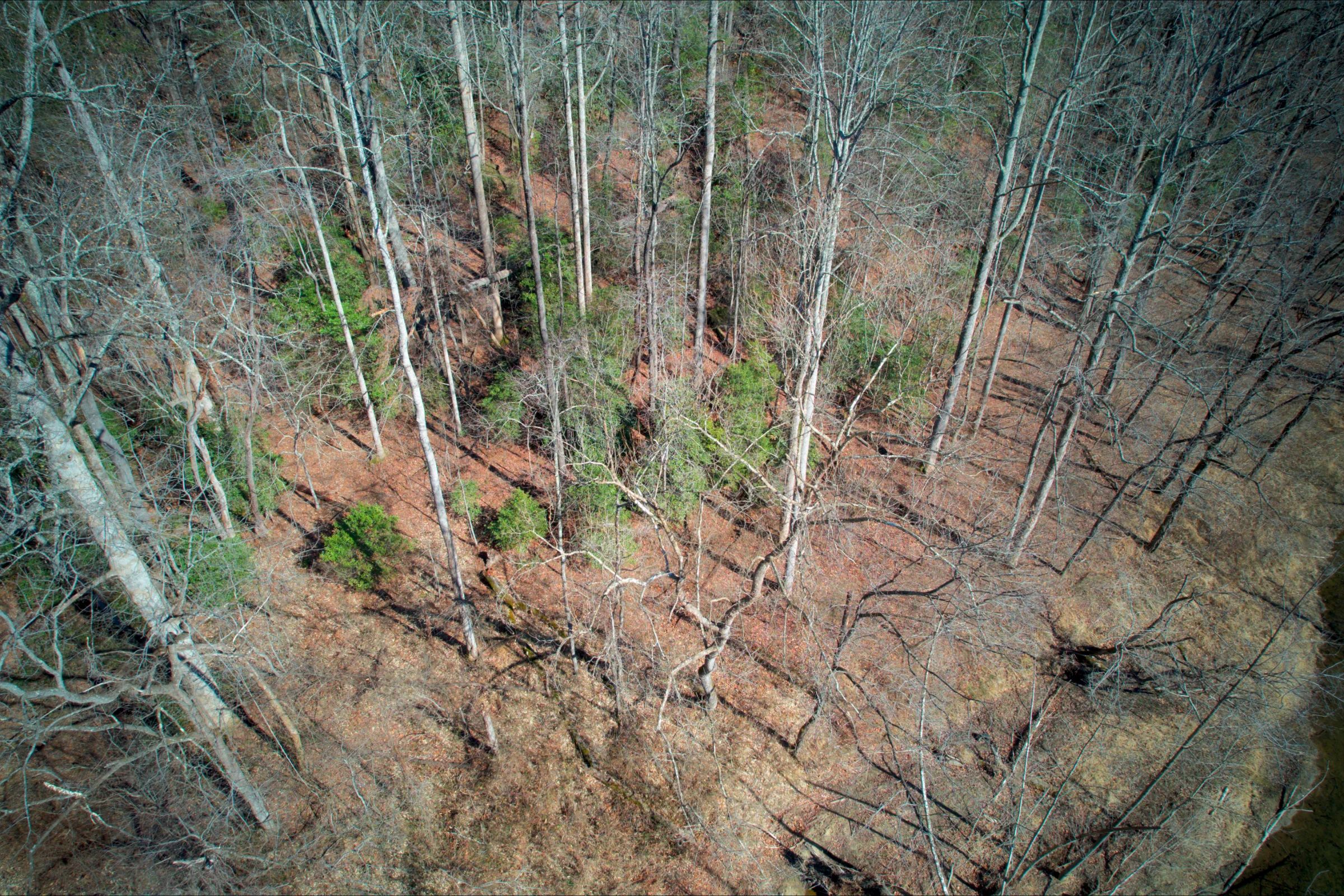 Caldwell County North Carolina Land For Sale - 10.01 Acres of Opportunity  - Image 3