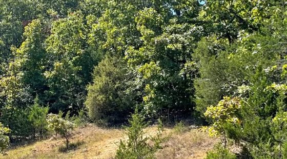 0.50 Acre Buildable Lot in Horseshoe Bend | $200 Down in Izard County, AR
