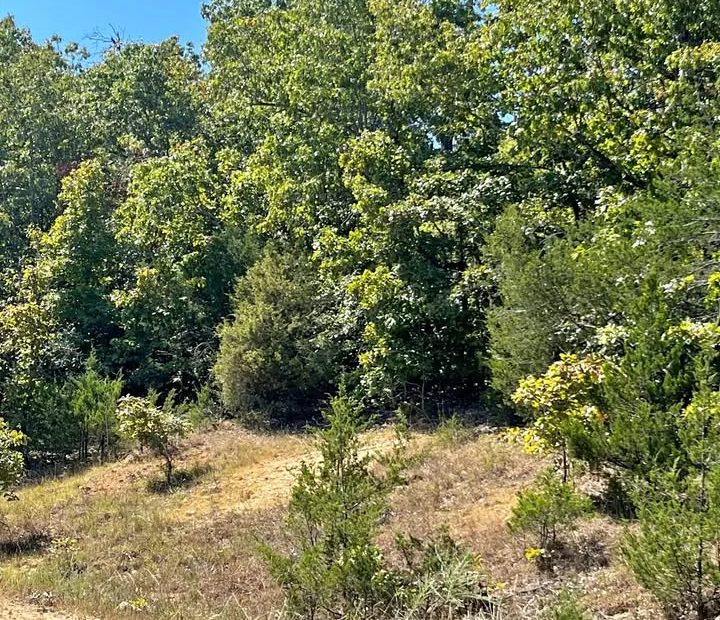 0.50 Acre Buildable Lot in Horseshoe Bend | $200 Down in Izard County, AR