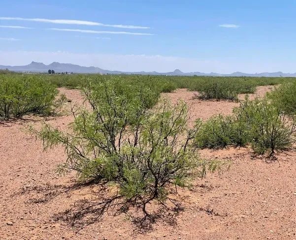 0.49 Acres for Sale in Douglas, Arizona - Image 2