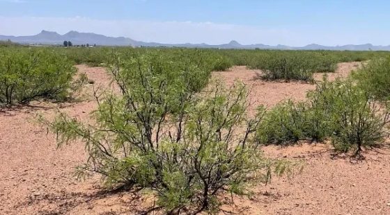 0.49 Acres for Sale in Douglas, Arizona in Cochise County, Arizona