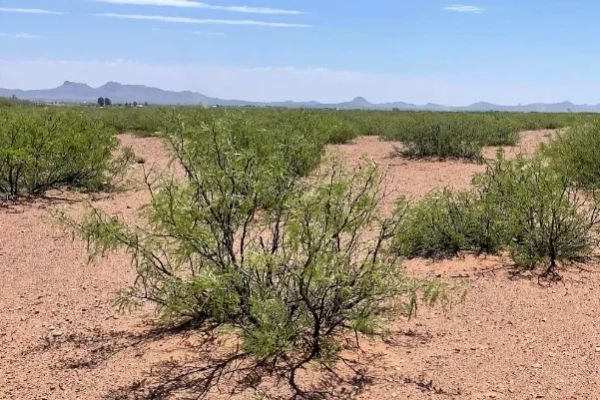 0.98 Acres for Sale in Douglas, Arizona - Image 2