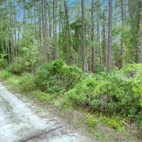 FL Land for Sale Near Lake George in Putnam County, FL
