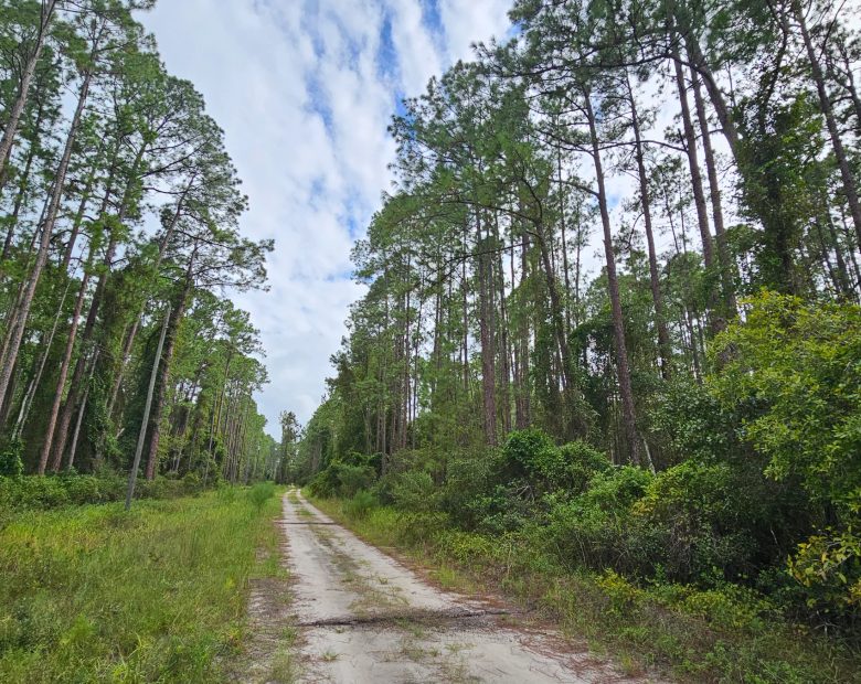 FL Land for Sale Near Lake George in Putnam County, FL