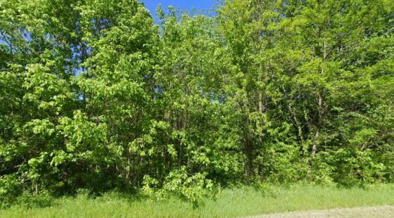 5 Peaceful Acres in Maury County | Hampshire, TN in Maury County, TN