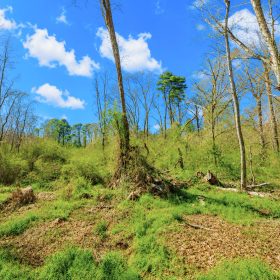 0.31 Acres with Highway Frontage in Perry County, MS