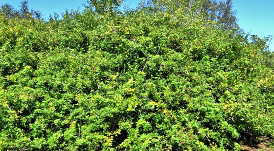 Lot with County Owned Easement Next Door, and backs up to a nature preserve! in Sarasota County, FL